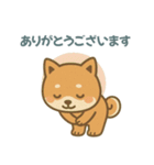 ほんわか柴犬ライフ（個別スタンプ：9）