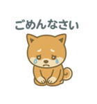 ほんわか柴犬ライフ（個別スタンプ：12）