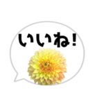 *花* ダリア＆吹き出し（個別スタンプ：2）