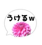 *花* ダリア＆吹き出し（個別スタンプ：3）
