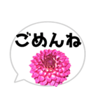 *花* ダリア＆吹き出し（個別スタンプ：6）