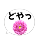 *花* ダリア＆吹き出し（個別スタンプ：12）