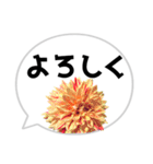 *花* ダリア＆吹き出し（個別スタンプ：14）