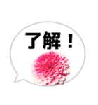 *花* ダリア＆吹き出し（個別スタンプ：15）