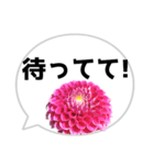 *花* ダリア＆吹き出し（個別スタンプ：16）