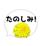 *花* ダリア＆吹き出し（個別スタンプ：17）