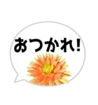 *花* ダリア＆吹き出し（個別スタンプ：18）