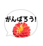 *花* ダリア＆吹き出し（個別スタンプ：24）