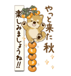 【Big】柴犬さん 『秋』2025（個別スタンプ：18）