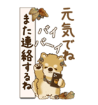 【Big】柴犬さん 『秋』2025（個別スタンプ：34）