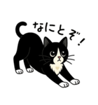 ハチワレ猫の毎日スタンプ2（個別スタンプ：12）