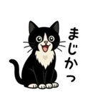 ハチワレ猫の毎日スタンプ2（個別スタンプ：25）