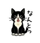 ハチワレ猫の毎日スタンプ2（個別スタンプ：27）