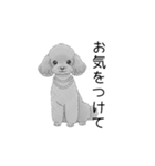 トイプードル（使いやすい敬語）（個別スタンプ：10）
