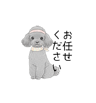 トイプードル（使いやすい敬語）（個別スタンプ：21）