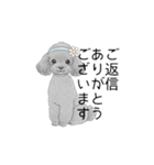 トイプードル（使いやすい敬語）（個別スタンプ：23）