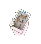 柴犬ハルver7（個別スタンプ：1）