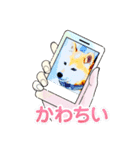 柴犬ハルver7（個別スタンプ：3）