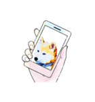 柴犬ハルver7（個別スタンプ：7）