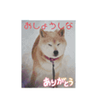 柴犬ハルver7（個別スタンプ：10）