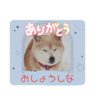 柴犬ハルver7（個別スタンプ：11）