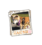 柴犬ハルver7（個別スタンプ：12）