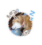 柴犬ハルver7（個別スタンプ：13）