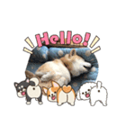 柴犬ハルver7（個別スタンプ：14）