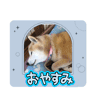 柴犬ハルver7（個別スタンプ：15）