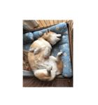 柴犬ハルver7（個別スタンプ：17）
