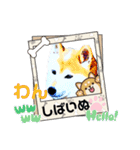 柴犬ハルver7（個別スタンプ：18）
