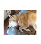 柴犬ハルver7（個別スタンプ：19）