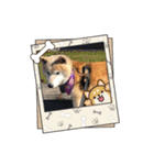 柴犬ハルver7（個別スタンプ：21）
