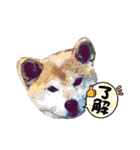 柴犬ハルver7（個別スタンプ：22）