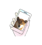 柴犬ハルver7（個別スタンプ：23）