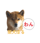 柴犬ハルver7（個別スタンプ：24）