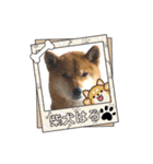 柴犬ハルver7（個別スタンプ：25）