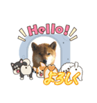 柴犬ハルver7（個別スタンプ：26）