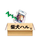 柴犬ハルver7（個別スタンプ：29）