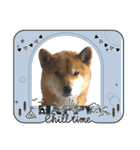 柴犬ハルver7（個別スタンプ：30）