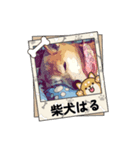 柴犬ハルver7（個別スタンプ：35）