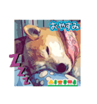 柴犬ハルver7（個別スタンプ：37）