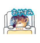 柴犬ハルver7（個別スタンプ：40）