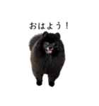 タオスタンプ(日常)（個別スタンプ：27）
