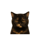 サビ猫（Sabineko）（個別スタンプ：6）