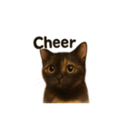 サビ猫（Sabineko）（個別スタンプ：24）