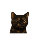 サビ猫（Sabineko）（個別スタンプ：31）