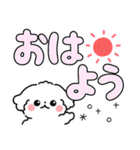 デカ文字・毎日使えるマルチーズ（個別スタンプ：12）