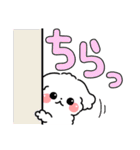 デカ文字・毎日使えるマルチーズ（個別スタンプ：22）