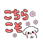 デカ文字・毎日使えるマルチーズ（個別スタンプ：31）